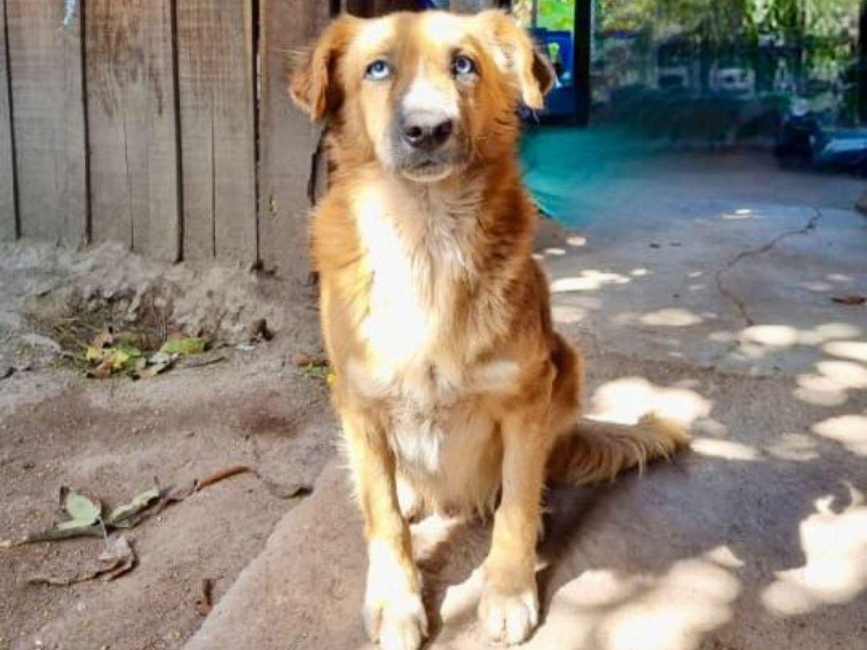 Detención judicial para hombre acusado de matar a un perrito en Tegucigalpa