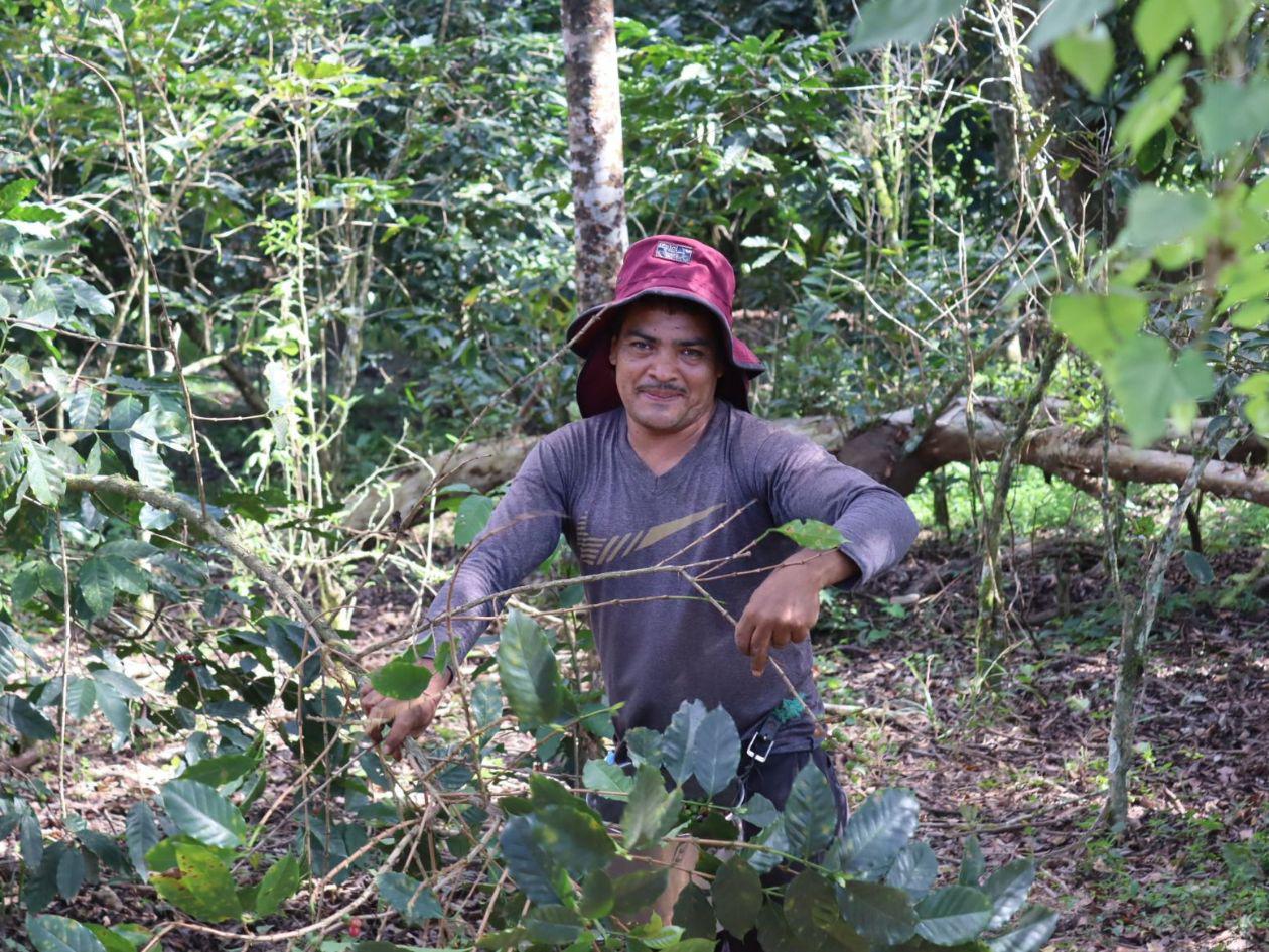 Honduras alcanzará cifra récord en divisas por exportaciones de café