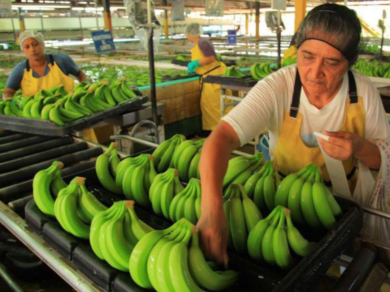 Crisis en sectores clave hunde producción y exportaciones en Honduras