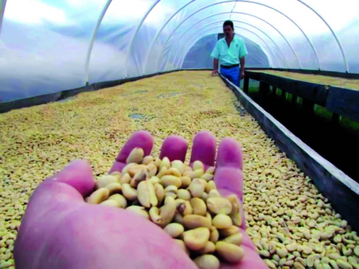 Generación de divisas por envíos de café crecen en 83%