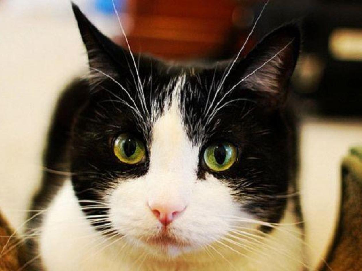 París y los gatos, una historia de amor que perdura