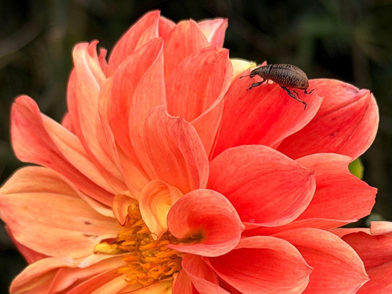 La flor que aparece en la imagen es una <b>dalia (Dahlia sp.)</b>, reconocible por sus pétalos amplios y simétricos en forma de espiral, con tonos intensos de naranja y rosado. El insecto sobre ella es un <b>gorgojo (familia Curculionidae)</b>, identificable por su cuerpo ovalado y su característico <b>hocico alargado o rostro</b>, que utiliza para perforar y alimentarse de tejidos vegetales.