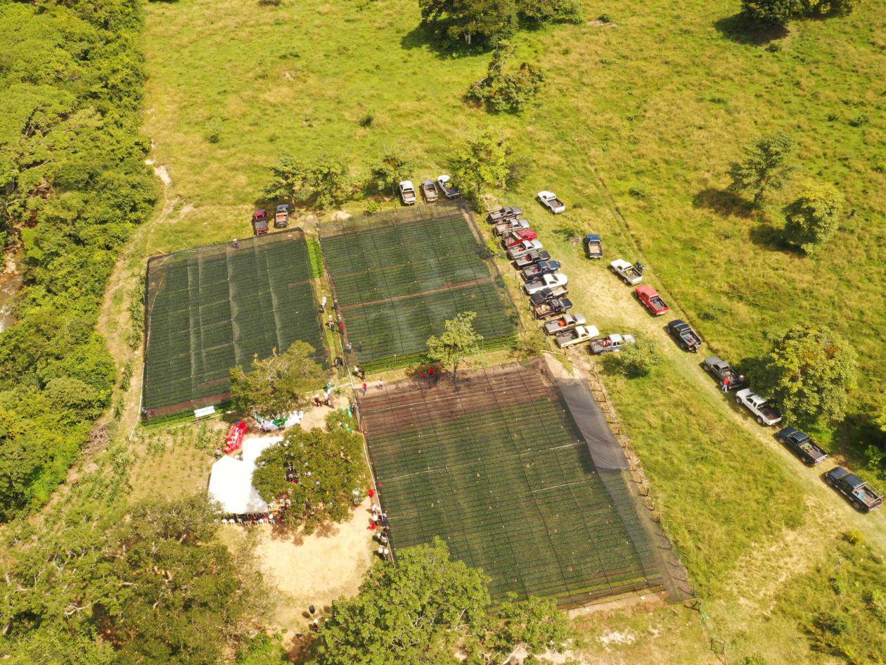 Inicia entrega de 100 millones de plantas para revitalizar café