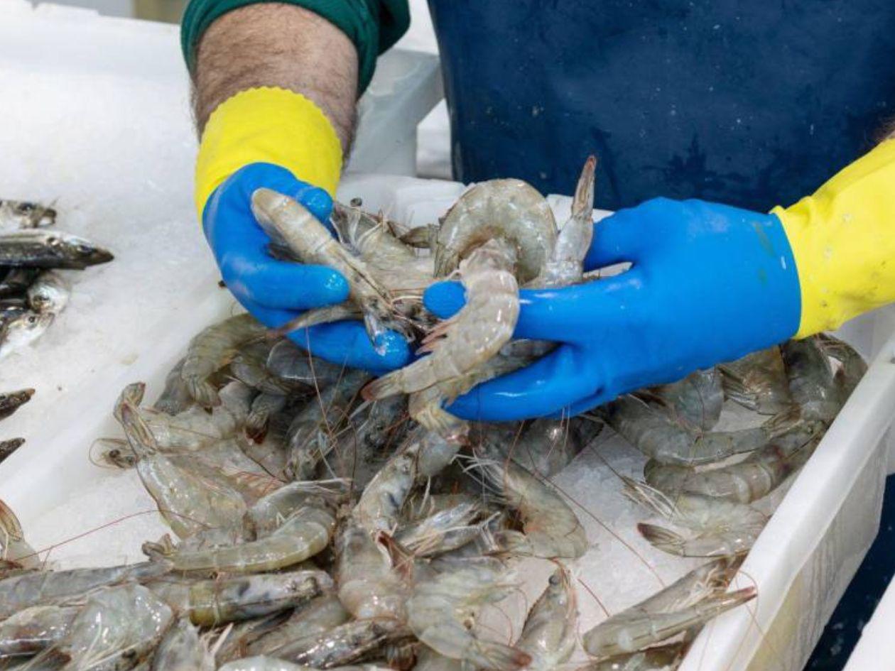 Exportación de camarón eleva ingreso de divisas en Honduras