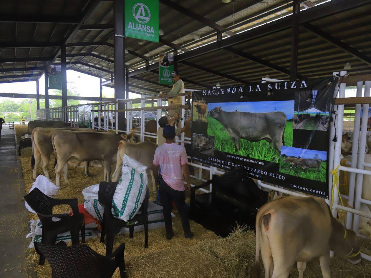 Honduras invierte L100 millones en innovación genética para potenciar carne y leche