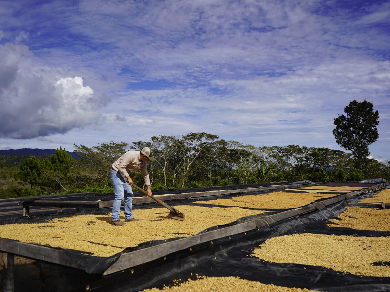 Conoce las razones que amenazan el futuro del café