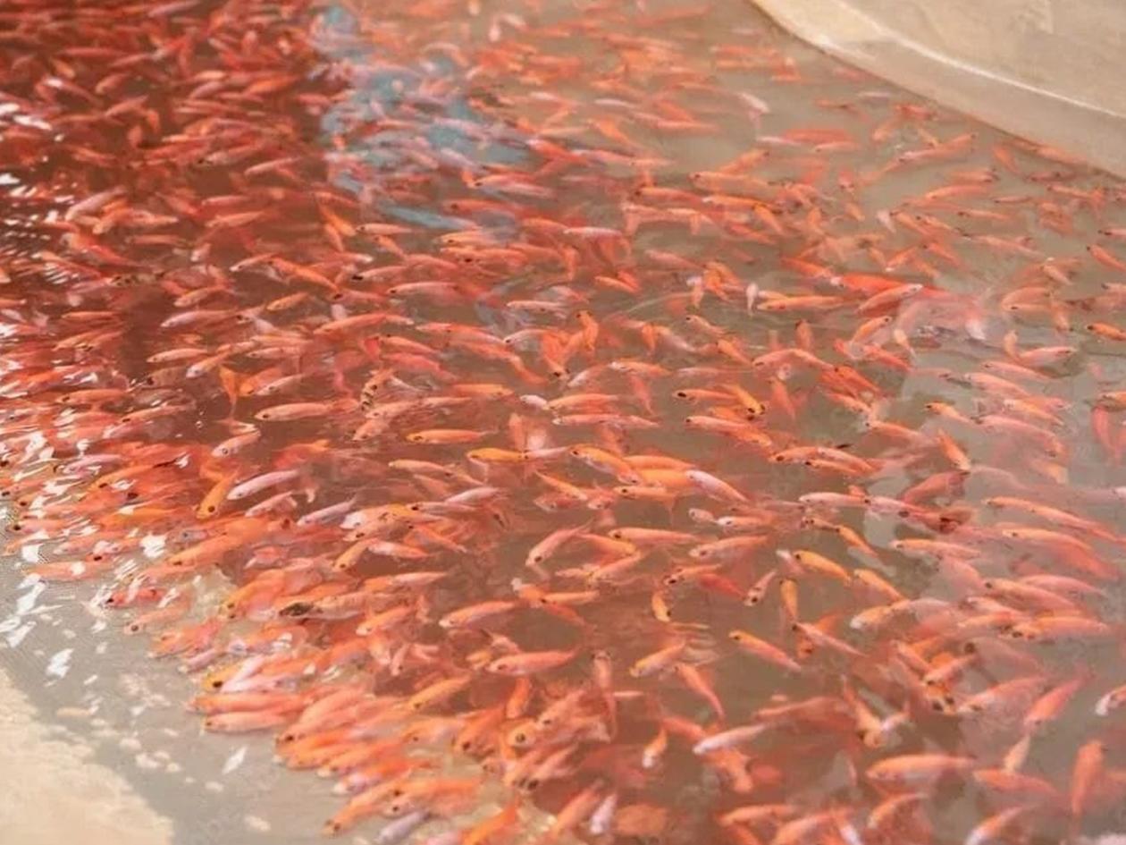 La SAG impulsa un cambio histórico en la acuicultura hondureña con apoyo a productores