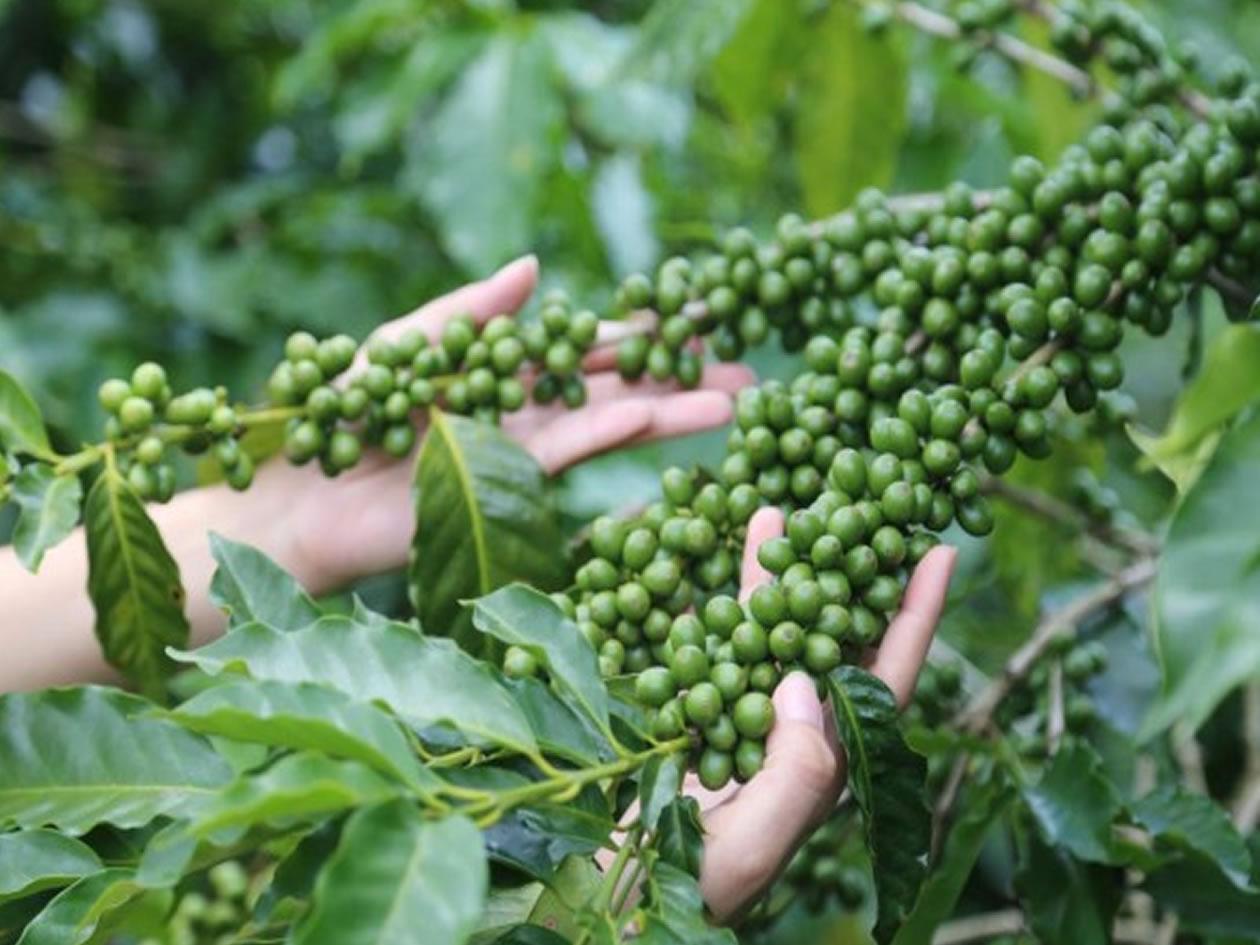 Honduras acelera adaptación a ley europea para mantener el acceso de su café a la UE