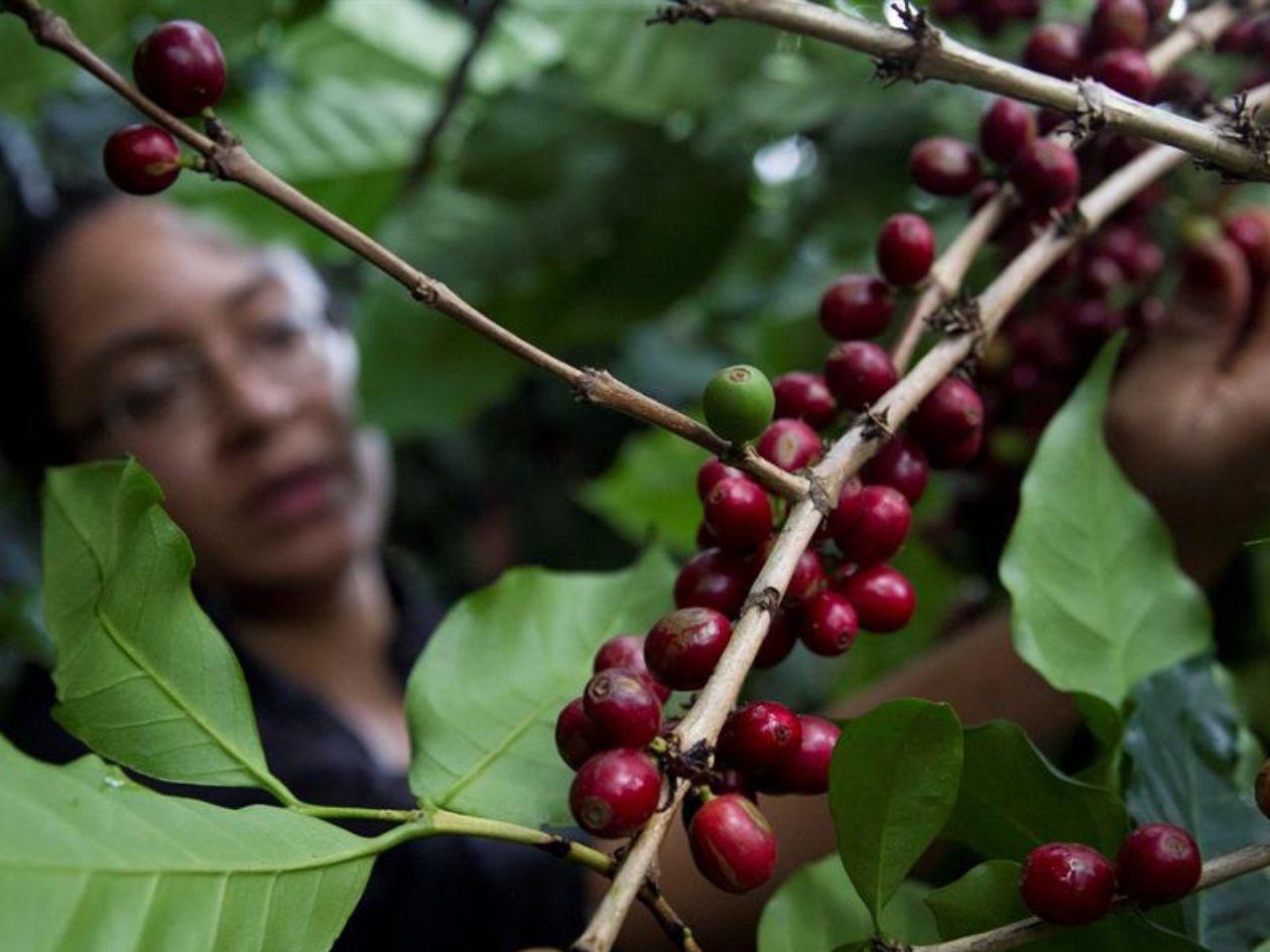 Honduras firma en Londres el Acuerdo Internacional del Café y será sede del CIC en 2025