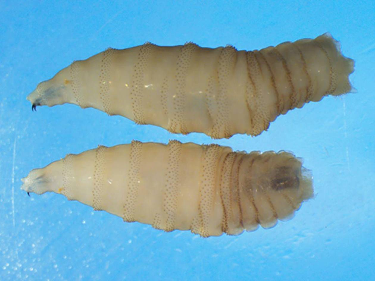 Confirman tres casos de miasis por gusano barrenador en humanos en San Pedro Sula