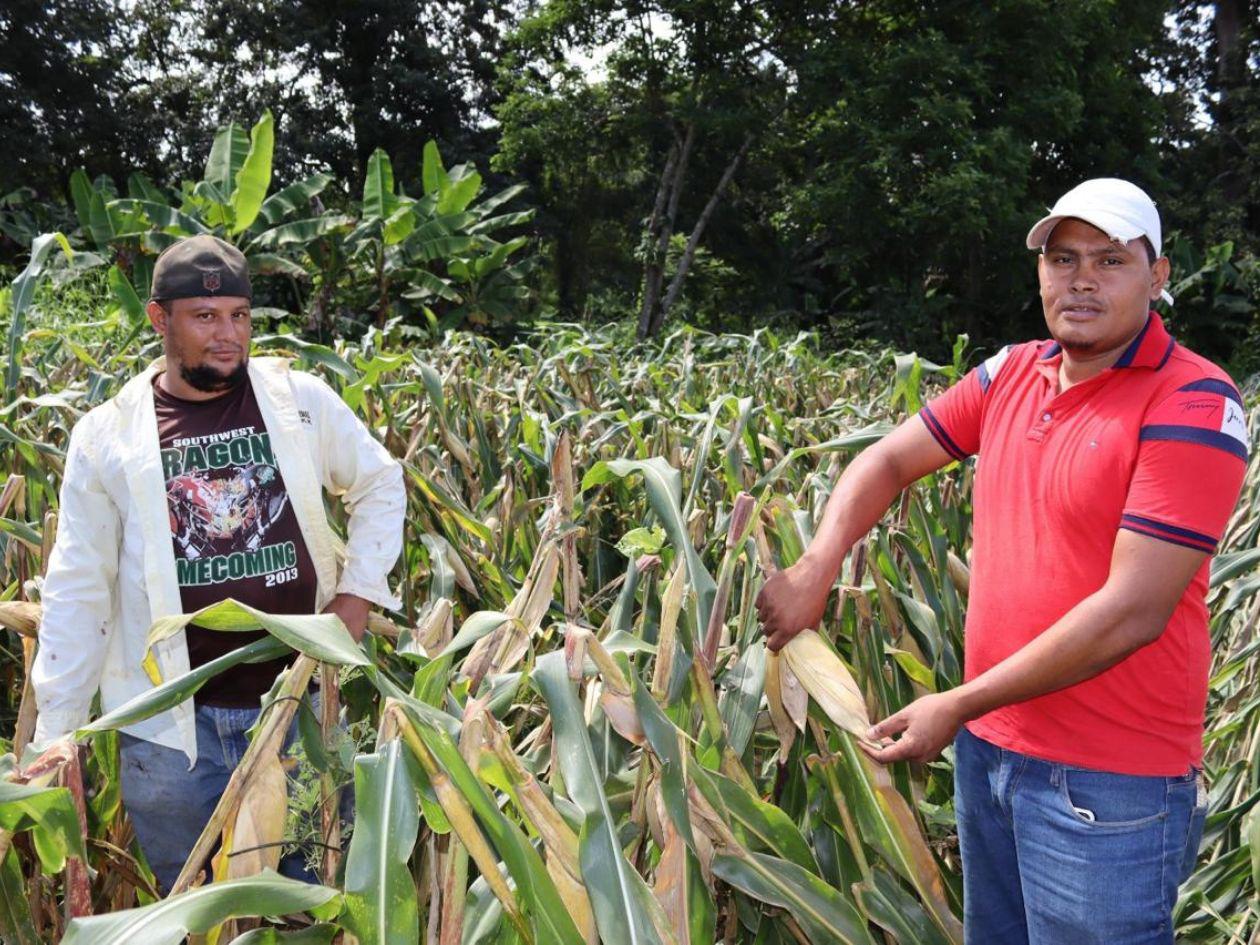 Postulan el municipio de Danlí como sistema mundial de conservación agrícola