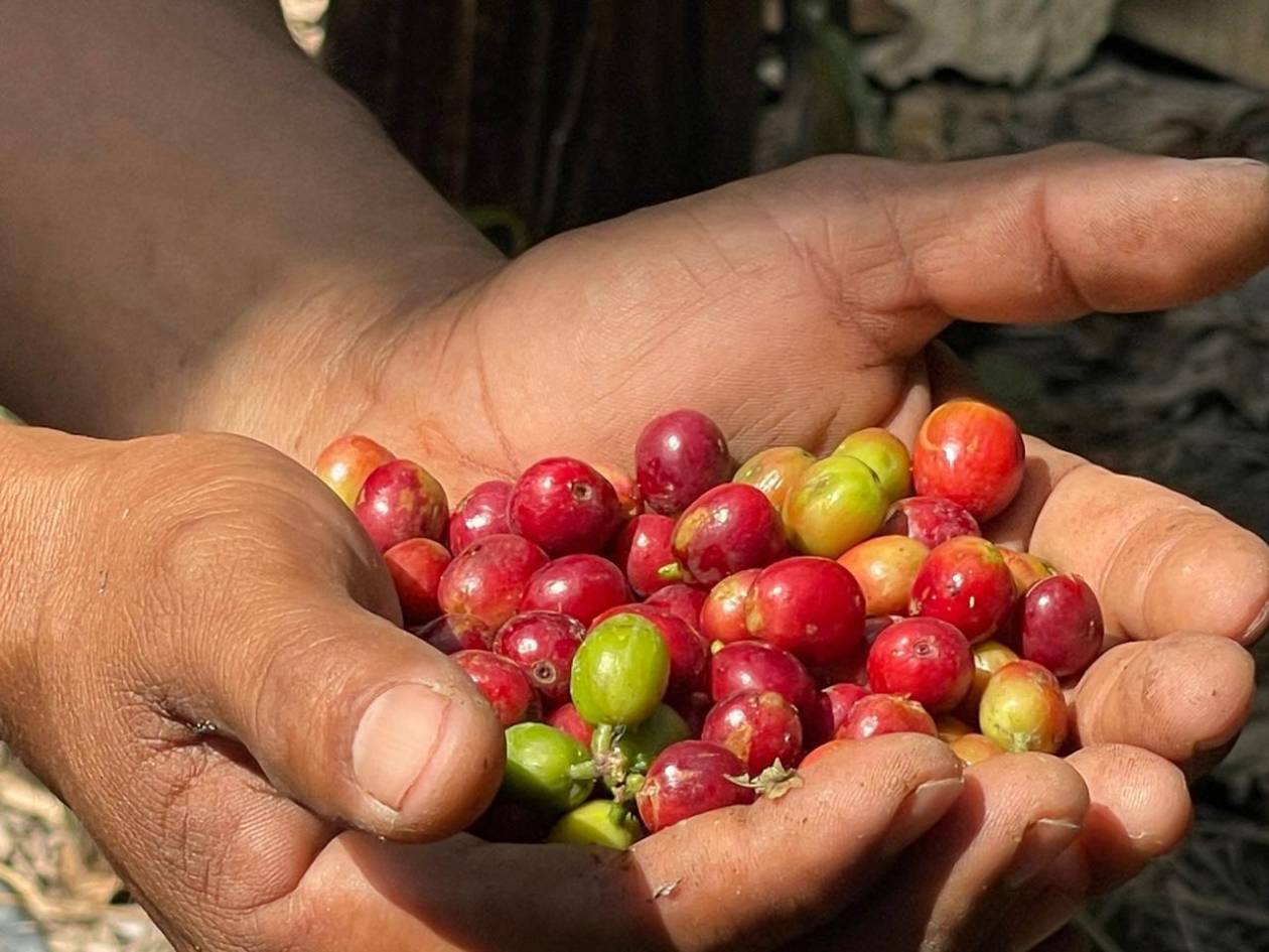 El quintal de café cierra en $425.10 dólares en la Bolsa de Nueva York