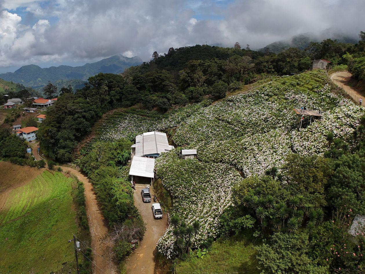 La localización de El Gallito está registrada como aldea de San Pedro Sula, Cortés, en las coordenadas 15.52231° de latitud y -88.11961° de longitud.