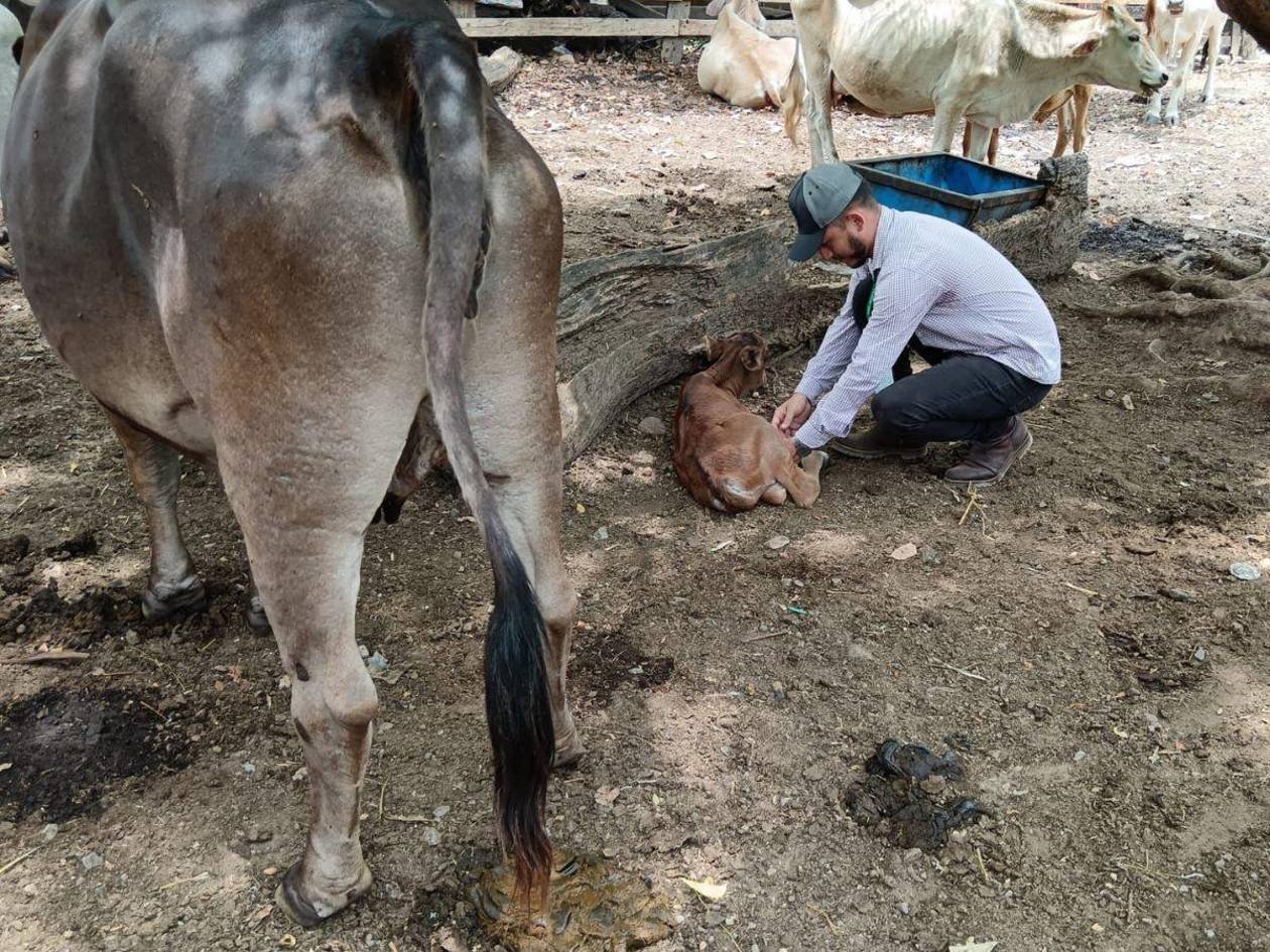 Miasis en Honduras: el gusano barrenador afecta más de lo que revelan las cifras oficiales