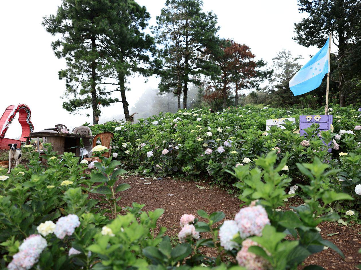 A solo 45 minutos de San Pedro Sula, Las Torres ofrece café, flores y naturaleza en un rincón acogedor del Merendón.