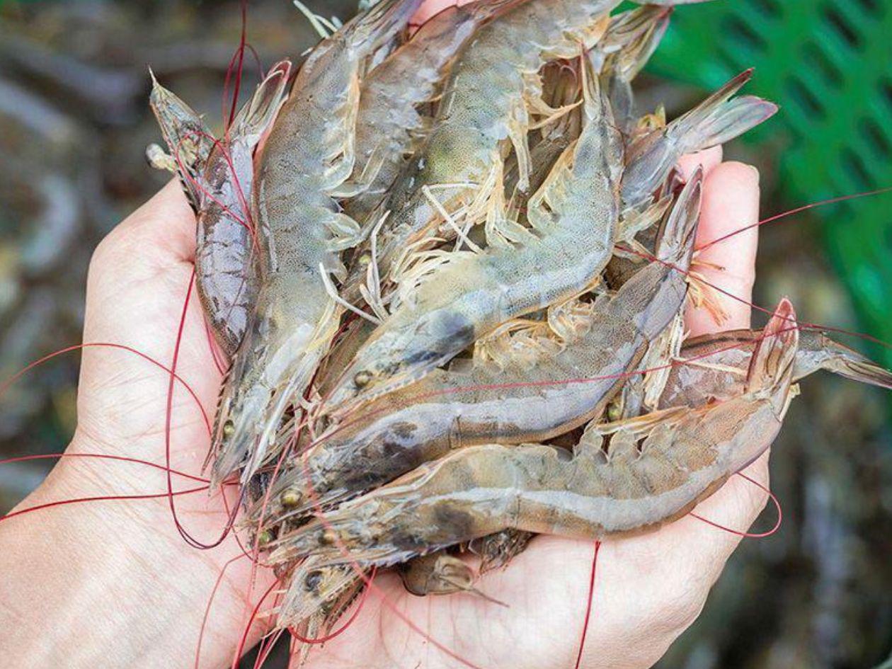 Honduras reporta caída del 74% en exportaciones de camarón a Taiwán