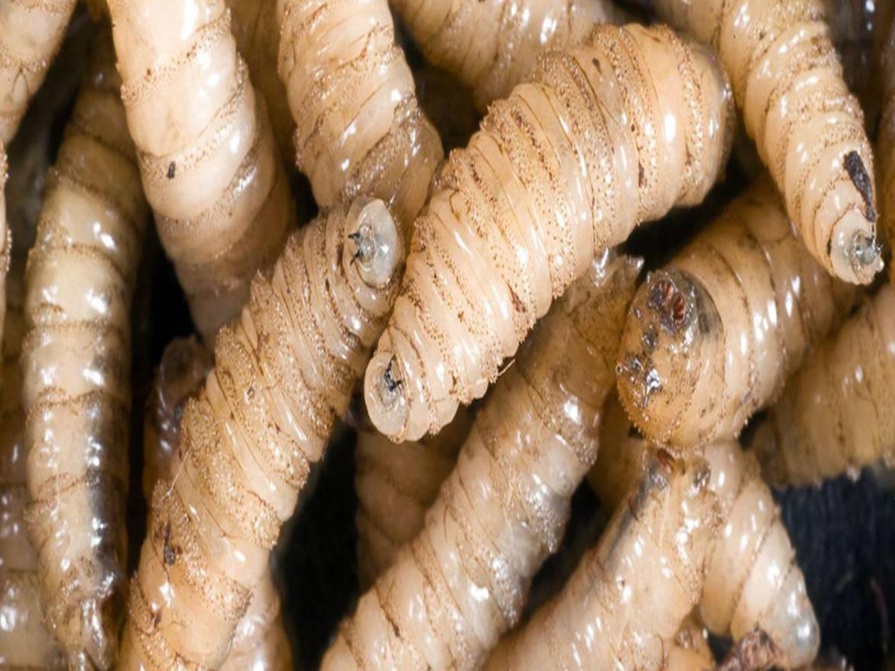 Honduras suma 92 casos de gusano barrenador en humanos y pide reforzar la prevención