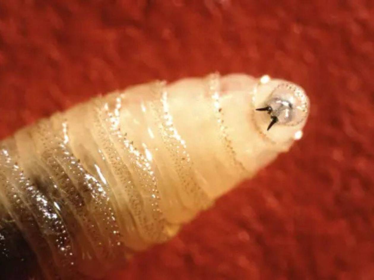 EEUU detecta el primer caso del gusano barrenador en humanos en su territorio