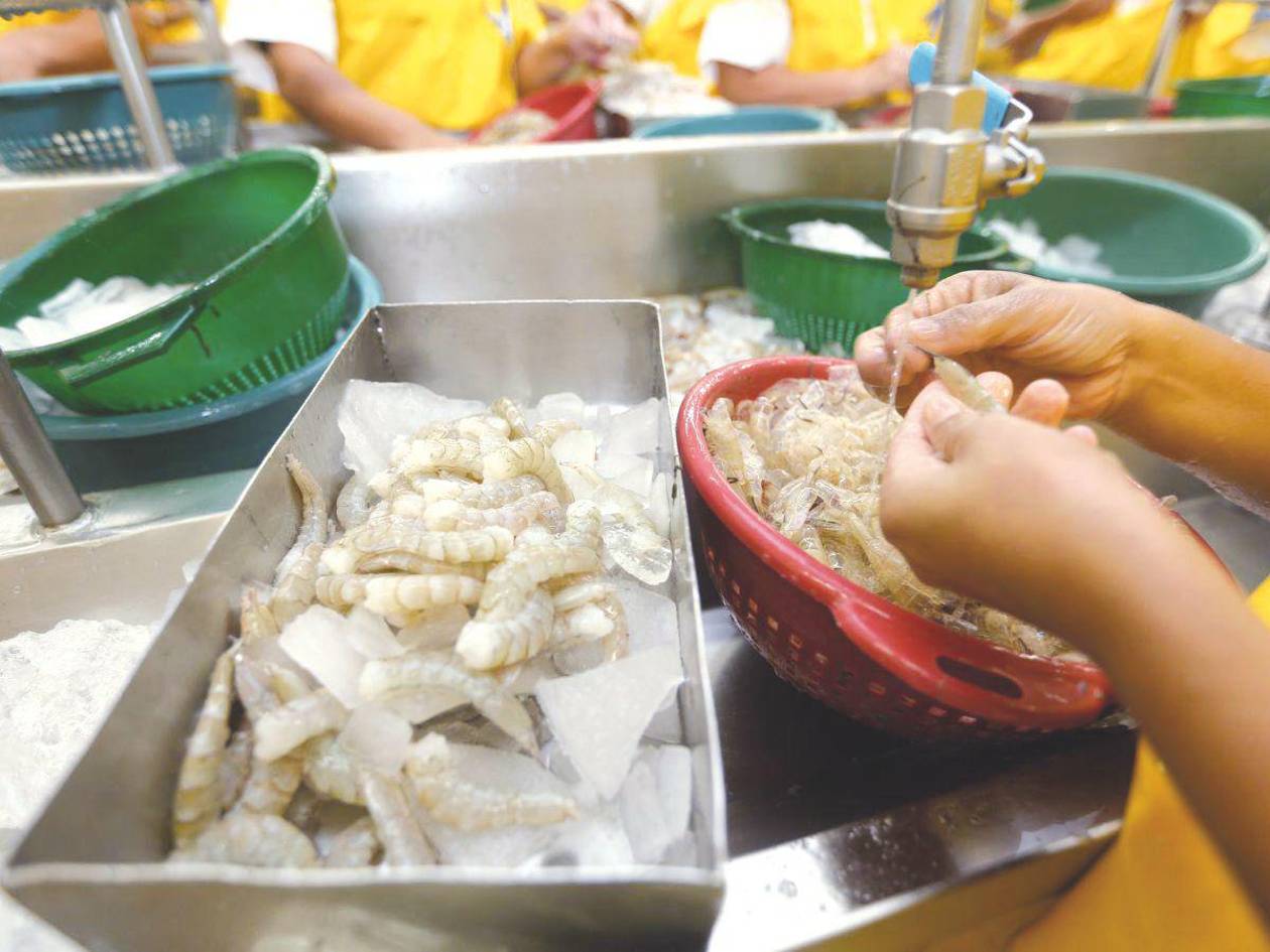 Exportación de camarón repunta y supera cifras de 2024