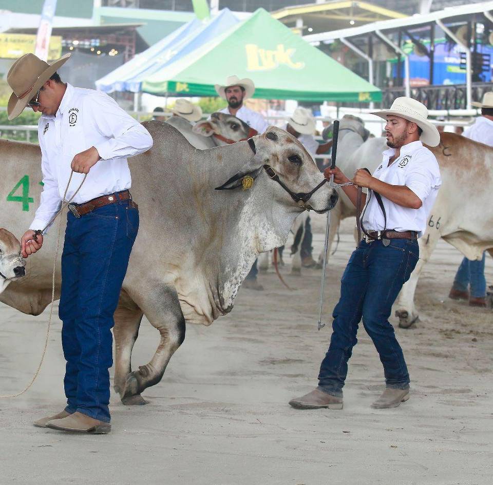 Desde becerros hasta ejemplares adultos participaron en el juzgamiento de la raza Brahman