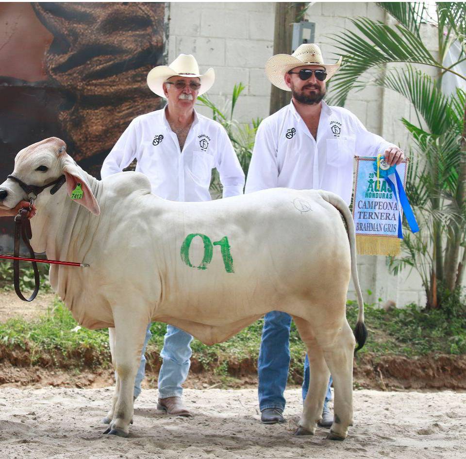 La campeona Terna Brahman Gris Agas 2026