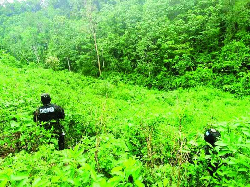 <b>En la montaña de Trojes también desmantelado un narcolaboratorio.</b>