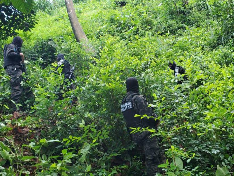 Militares destruyen las plantas.
