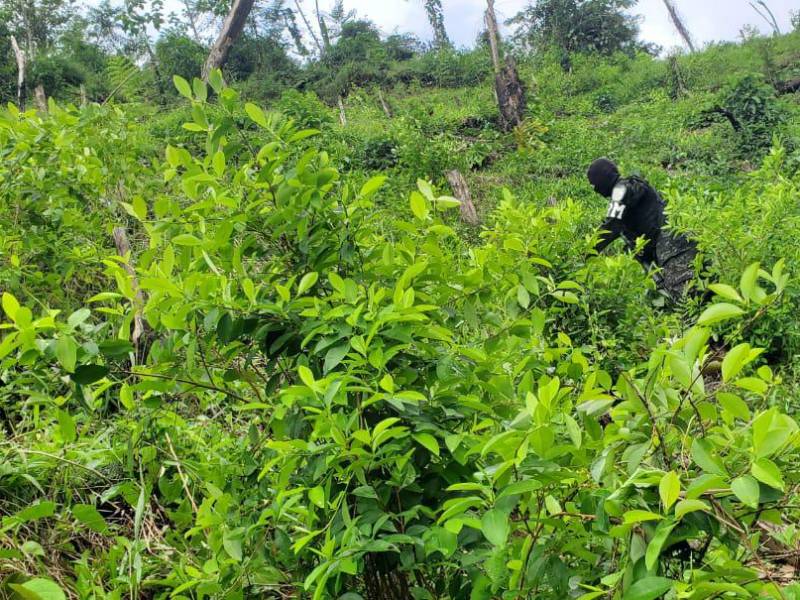 Una plantación de arbustos de hoja de coca fue desmantelada este martes en la comunidad de Ojo de Agua de Pueblo Nuevo, Olancho.