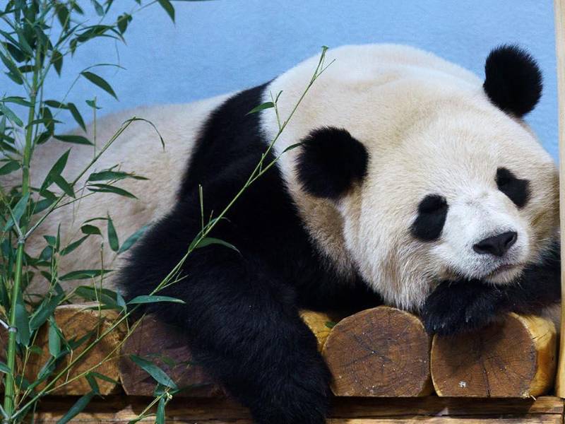 China tiene millones de fans de los pandas, y muchos defienden la causa del bienestar animal. (Will Oliver/EPA, vía Shutterstock)