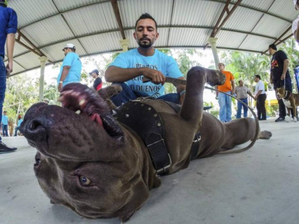 Honduras aprueba ley que prohíbe animales en circos y peleas de perros