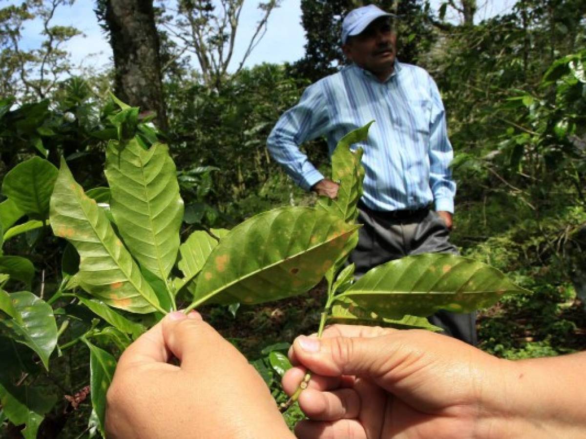 Exportaciones hondureñas de café caen 8.54%