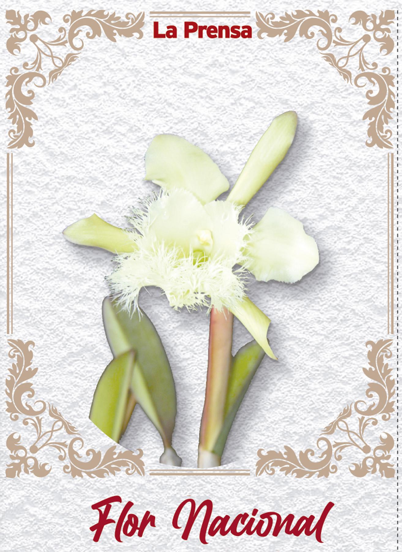 Flor Nacional