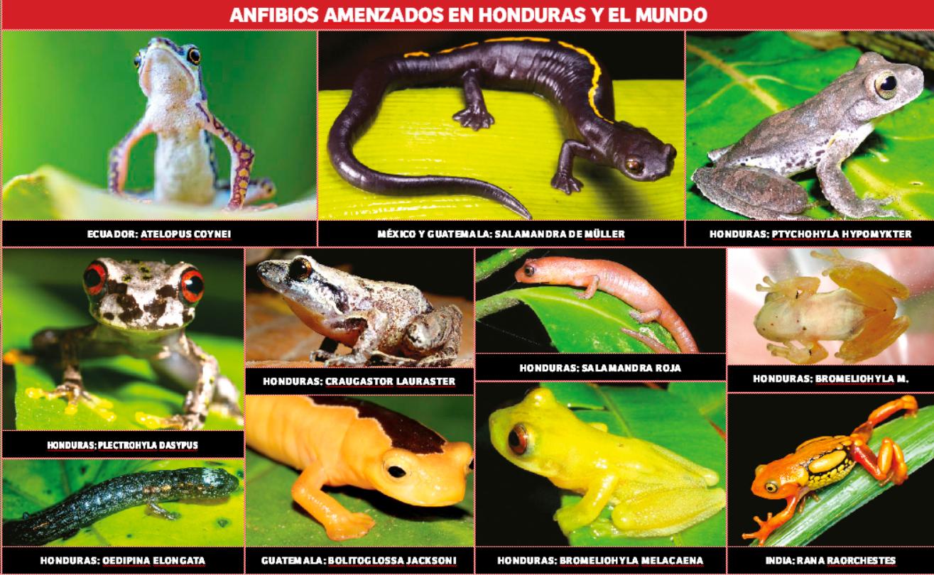 $!Algunas especies de anfibios en riesgo de extinguirse en Honduras y el mundo a causa de los cambios bruscos del clima y amenazas como los incendios, la tala del bosque y el avance de la frontera agrícola, entre otros peligros.