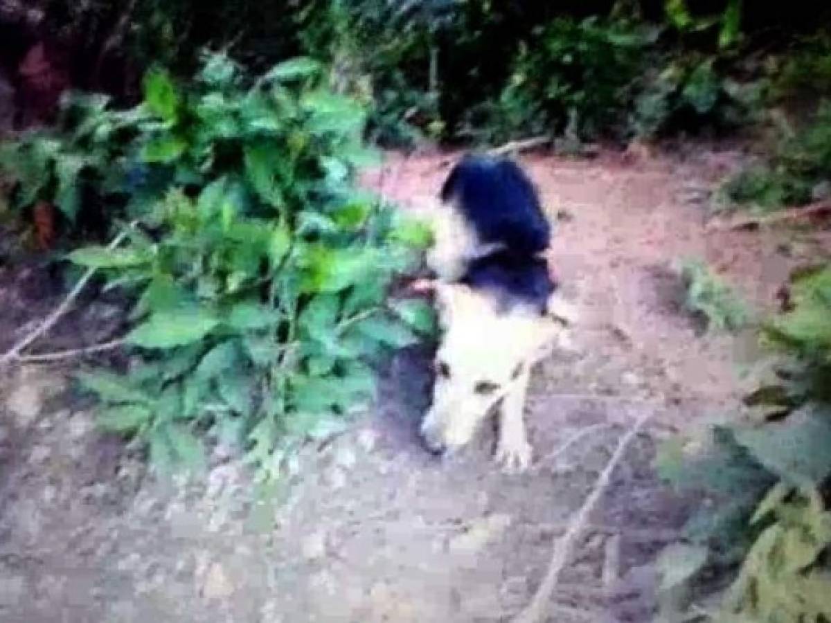 Aparece video en chat de la Policía en el que matan de un balazo a un perro