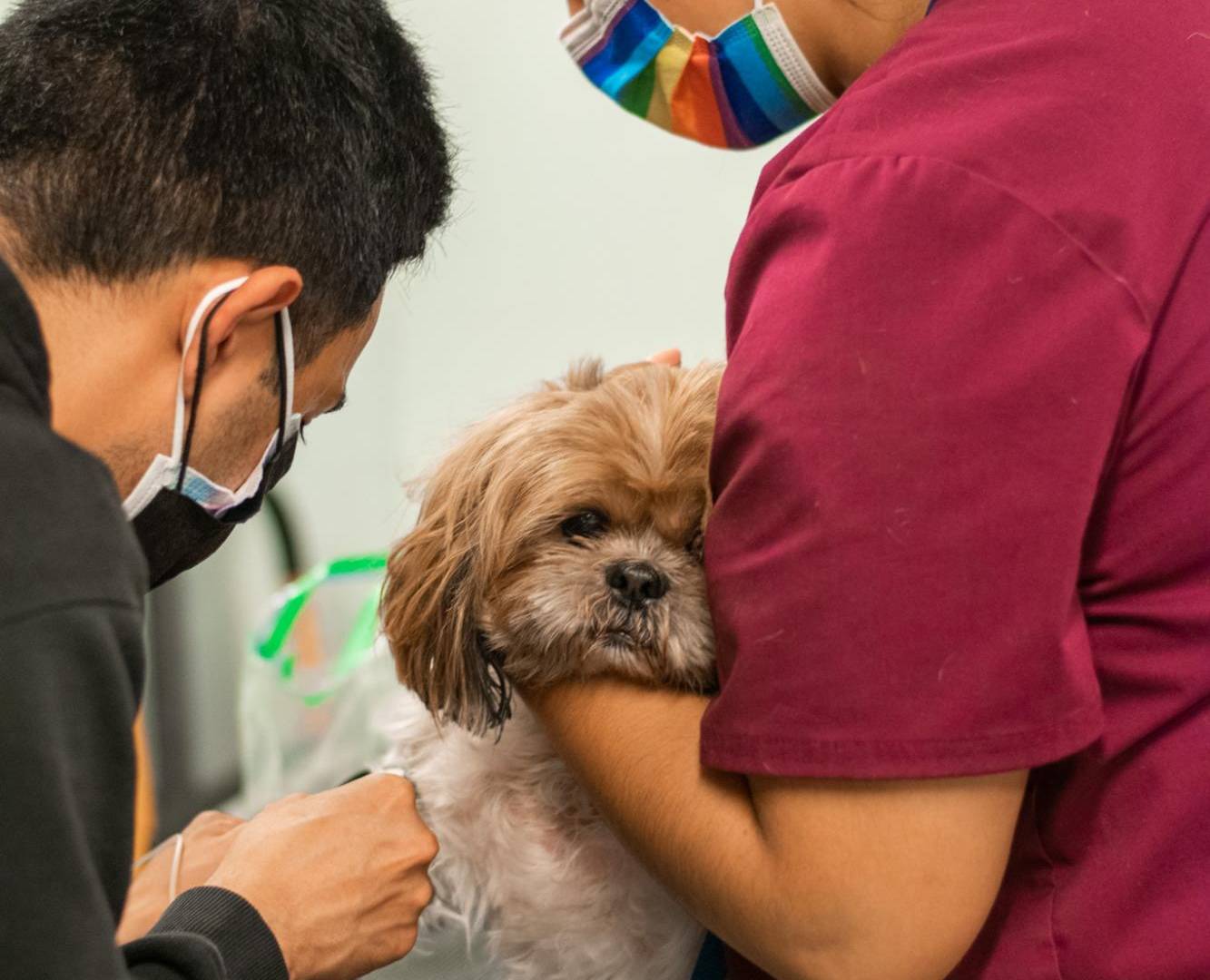 $!La biotecnológica Loyal explora un fármaco que alargaría la vida de un perro “al menos un año”.