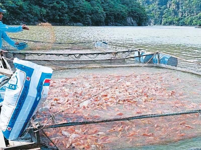 <b><span class=mln_uppercase_mln>producción.</span></b> Trabajadores alimentan los alevines de tilapia.