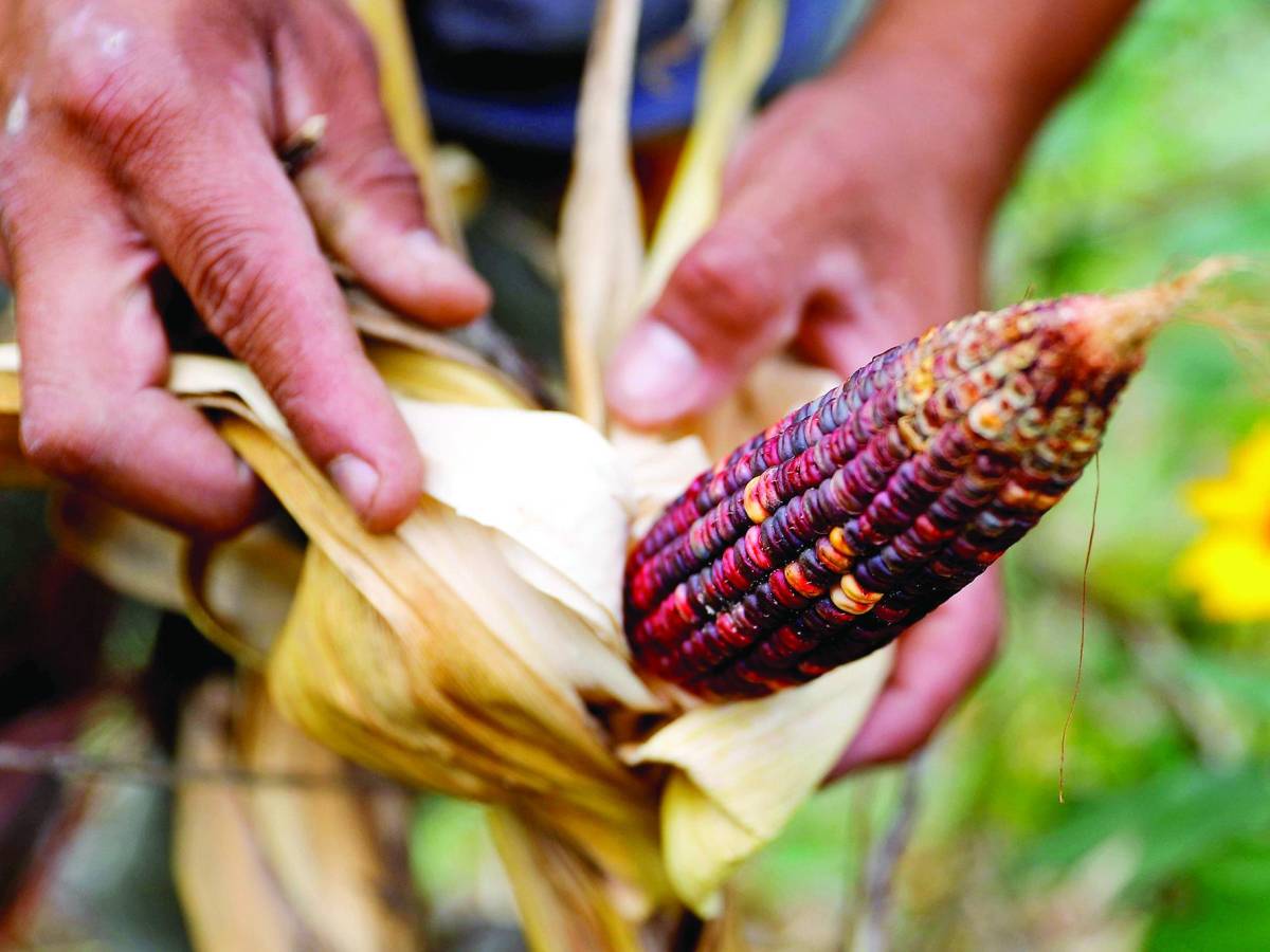 Precio del maíz sube un 50% en tres meses