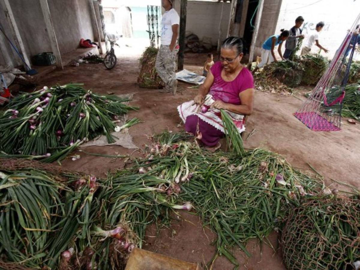 Economía de Lejamaní depende en un 70% del cultivo de cebolla