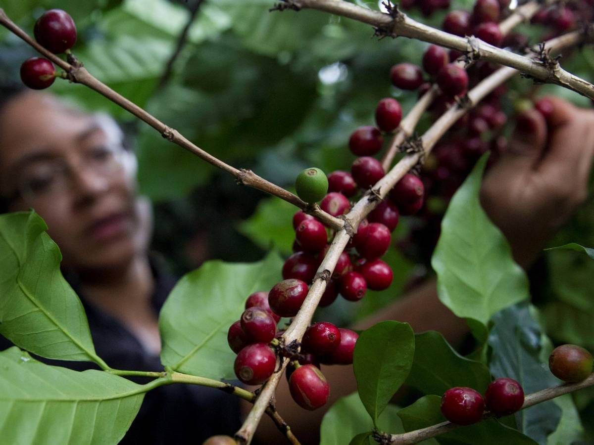 Aumentar mano de obra, reto de Honduras al iniciar cosecha de café 2022-2023