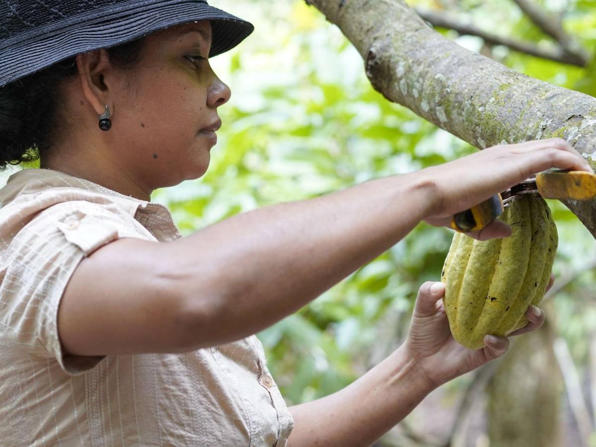 Suiza aumenta la demanda de cacao hondureño