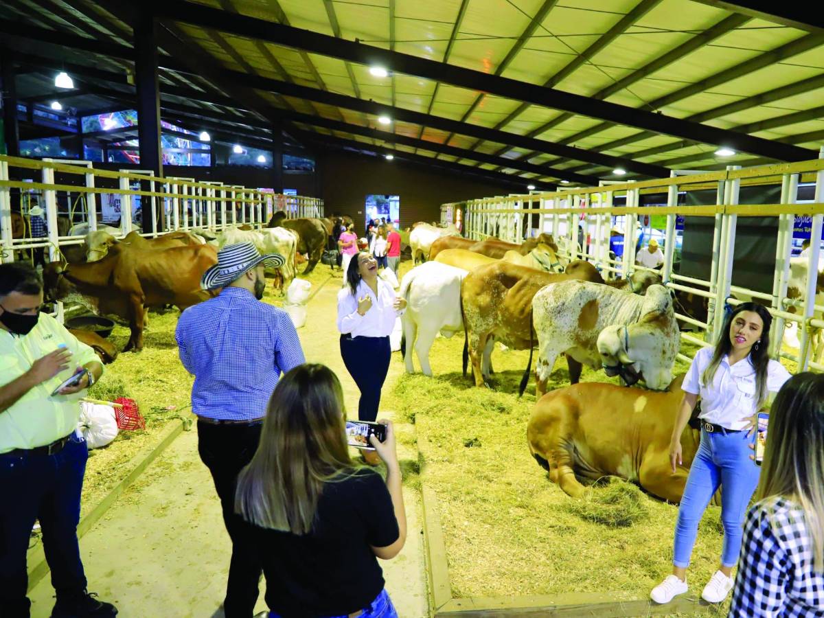 Pese a alza en los insumos, ganaderos descartan aumentos
