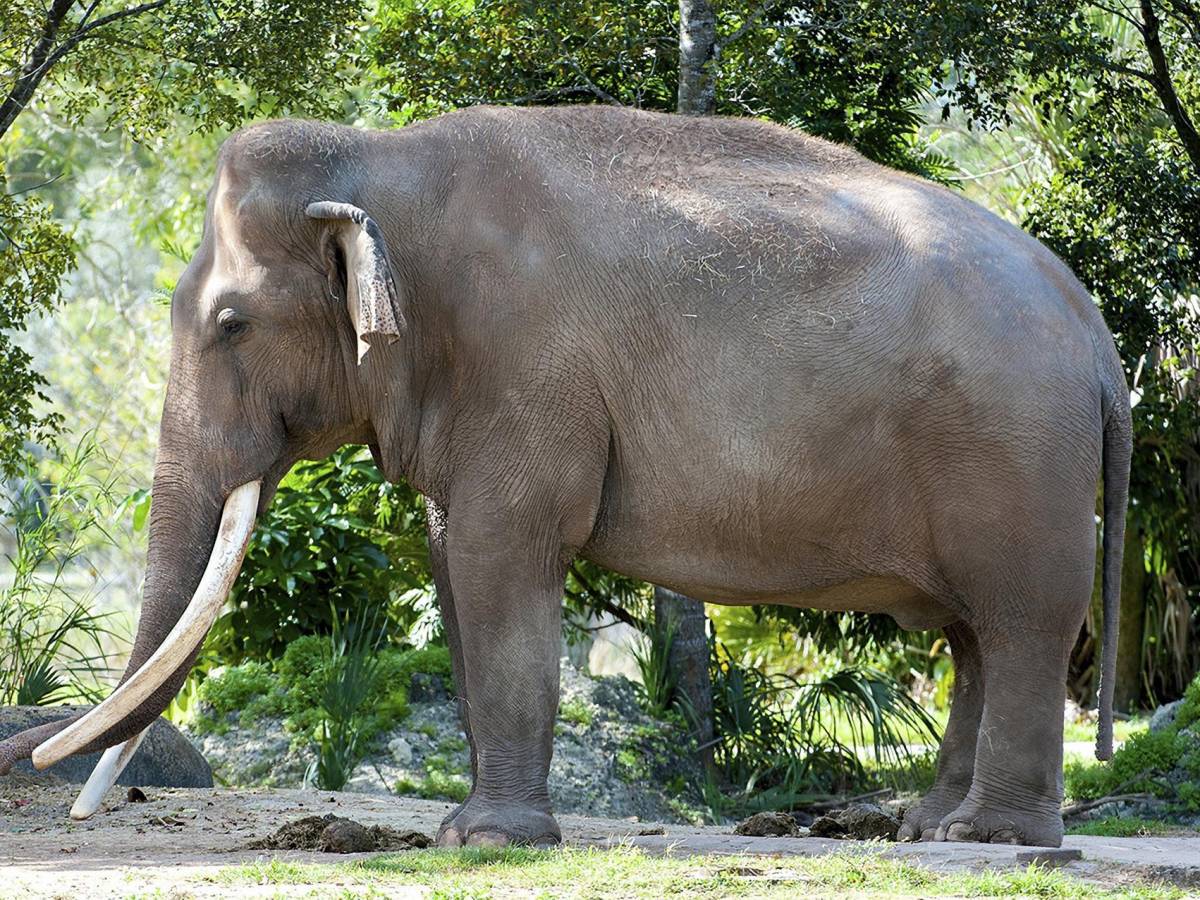 Muere Dalip, el elefante asiático más viejo de Estados Unidos