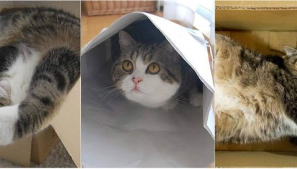 Maru, el gato más visto de Youtube