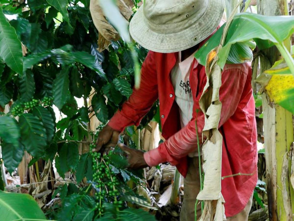 Los ingresos por exportación de café hondureño suben un 35 % en la cosecha 2021-2022