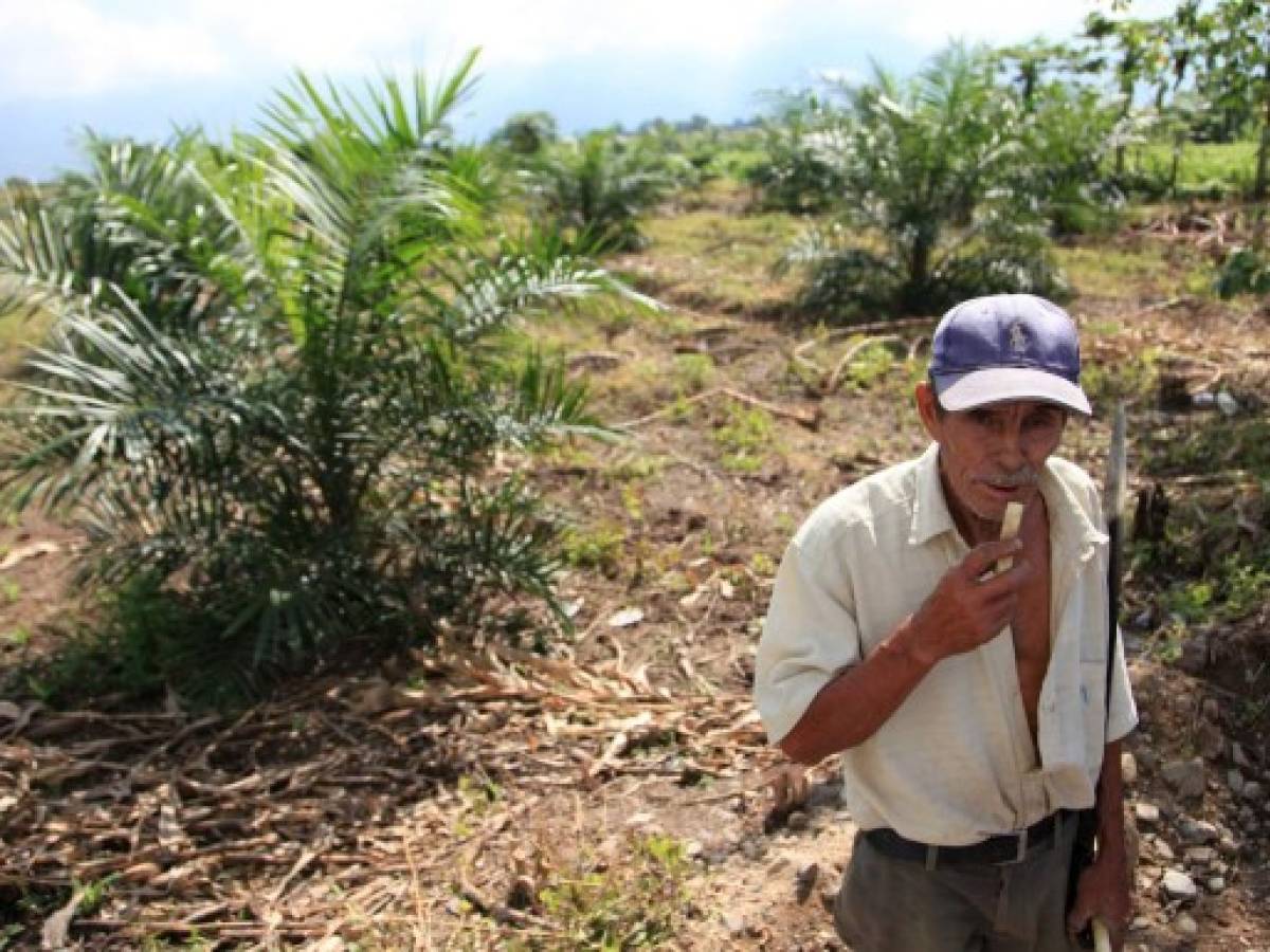 Campesinos de Honduras exigen reforma agraria