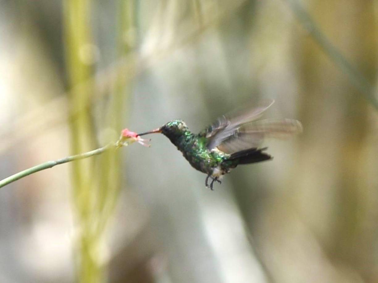 El colibrí esmeralda o Amazilia luciae, nombre científico, es una especie endémica en Honduras. Por su condición muchos investigadores y avituristas llegan a esta zona para su avistamiento.