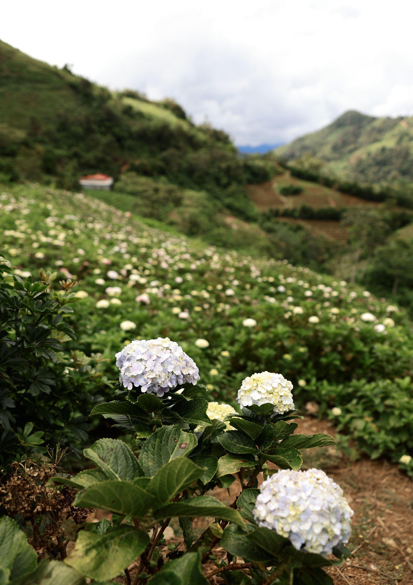Los hermosos pompones de hortensias.