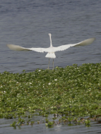 El majestuoso mundo silvestre de Cuero y salado