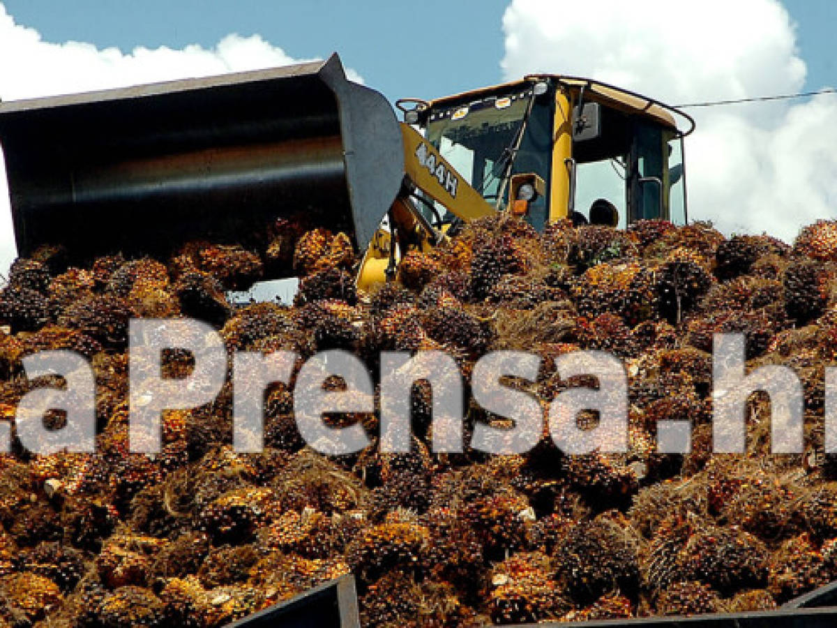 Honduras invertirá 71 millones dólares en producción de palma
