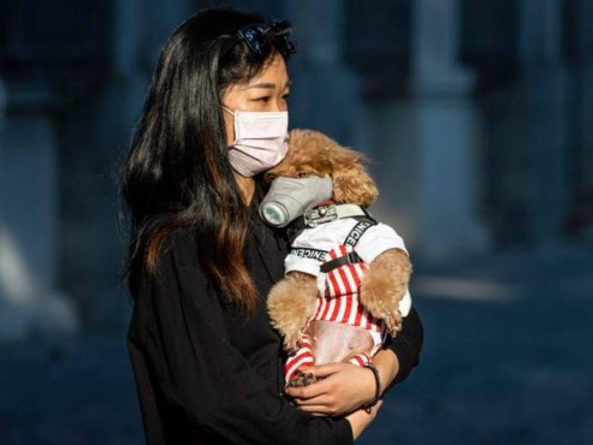 Confirman el caso de un perro en Hong Kong con coronavirus